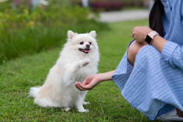 Chien Poméranien Donner Main Parc — Photo