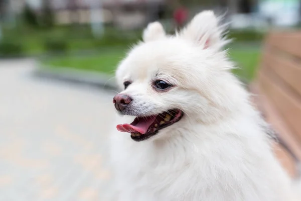 Pomerania Perro Primer Plano Aire Libre — Foto de Stock