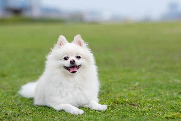Pommerscher Hund Park Aus Nächster Nähe — Stockfoto