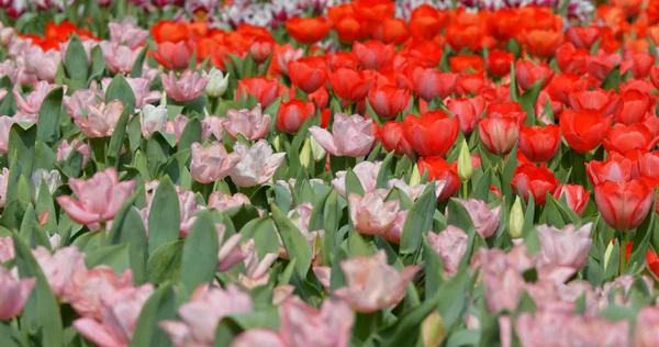 Tulips Flowers Spring Bloom Garden — Stock Photo, Image