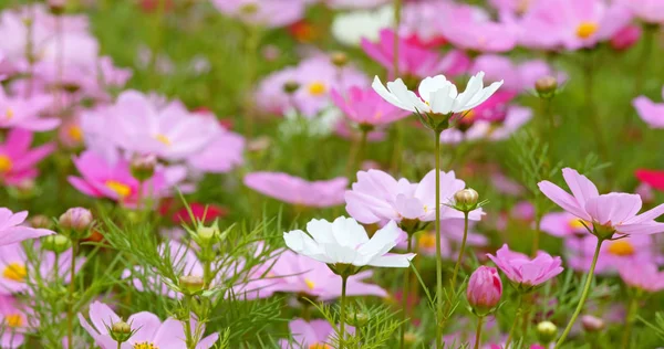 Казачьи Цветы Парке Крупным Планом — стоковое фото
