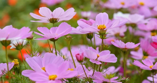 ピンクのコスモスの花ファーム — ストック写真