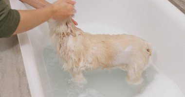 Pomeranya köpeği banyo yapıyor.