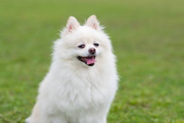 Yeşil parkta Pomeranian köpek
