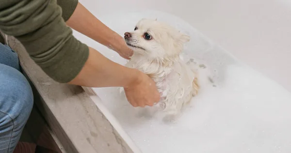 Pomeranian Cão Tomar Banho Ficar Com Raiva — Fotografia de Stock