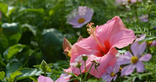Pink Hibiszkusz Virágok Közelről — Stock Fotó