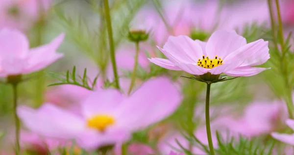 美しいコスモスの花 — ストック写真