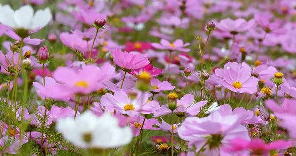 Pink Cosmos Flower Meadow — Stock Photo, Image