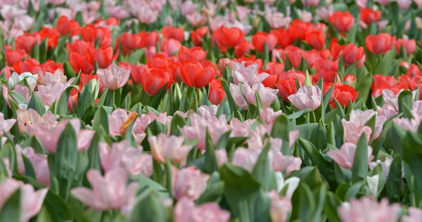 チューリップ春の庭の花 — ストック写真