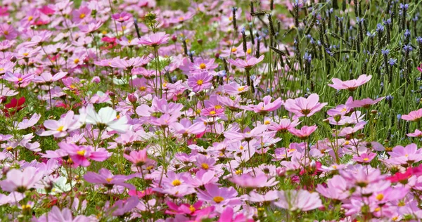 Cosmos Flores Hermoso Jardín — Foto de Stock