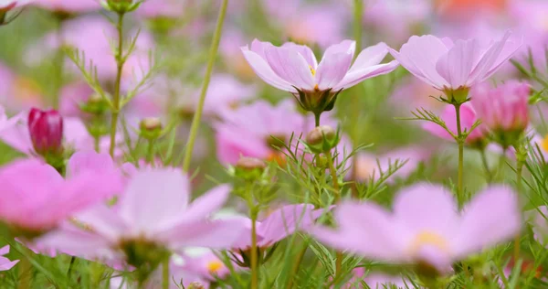 Purple Cosmos Flowers Plant — Stock Photo, Image