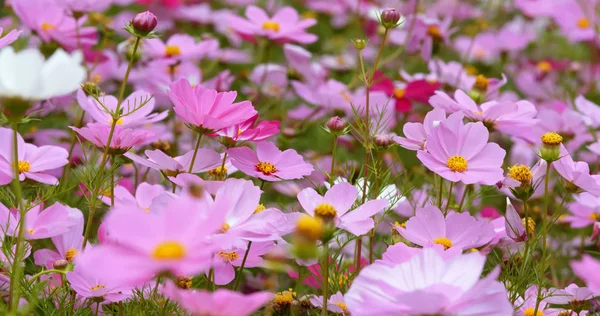 Rosafarbenes Kosmos Blumenfeld — Stockfoto