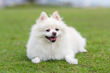 Parkta beyaz Pomeranian köpek