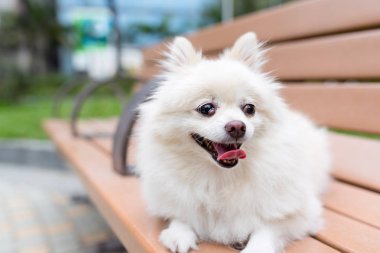 Parkta beyaz Pomeranian köpek