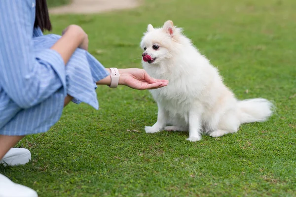 Woman Feed Cute White Pomeranian Park — Stock Photo, Image