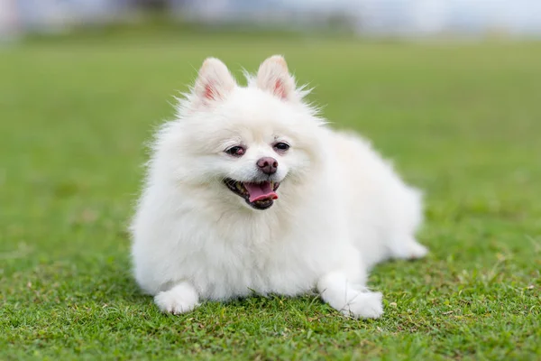 Parkta Beyaz Pomeranian Köpek — Stok fotoğraf