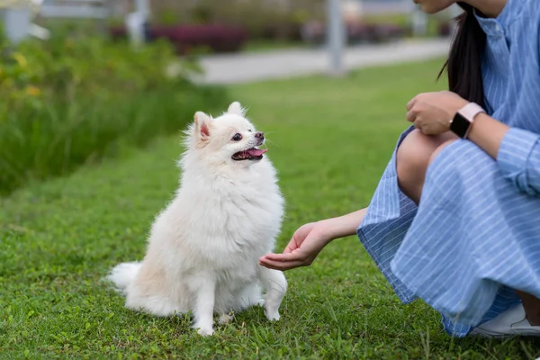 Mujer Salir Con White Pomeranian Parque —  Fotos de Stock