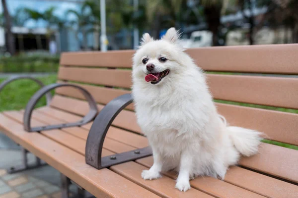 Anjing Putih Manis Pomeranian Taman — Stok Foto