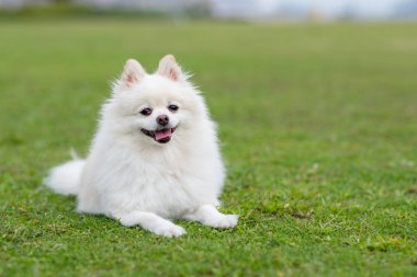 Parkta Sevimli Beyaz Pomeranian köpek