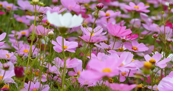 Pink Cosmos Flower Farm — Stock Photo, Image