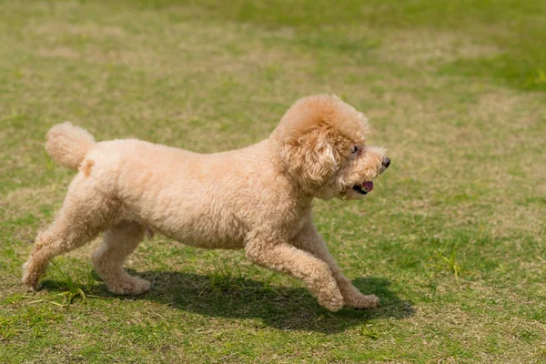 公園内を走る犬のプードル — ストック写真