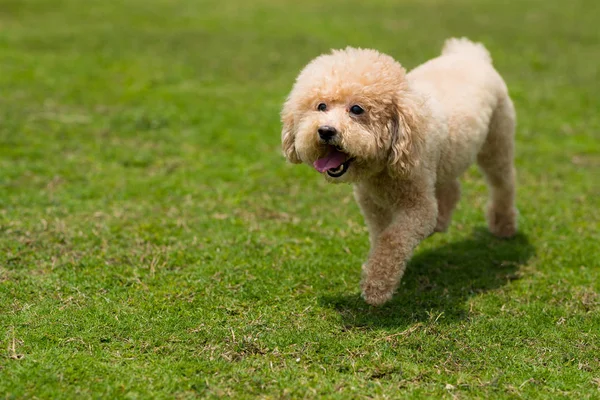 Dog poodle run no parque — Fotografia de Stock