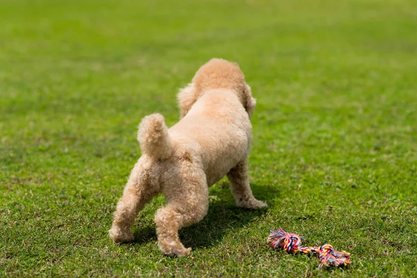 Poodle jugar en el parque — Foto de Stock