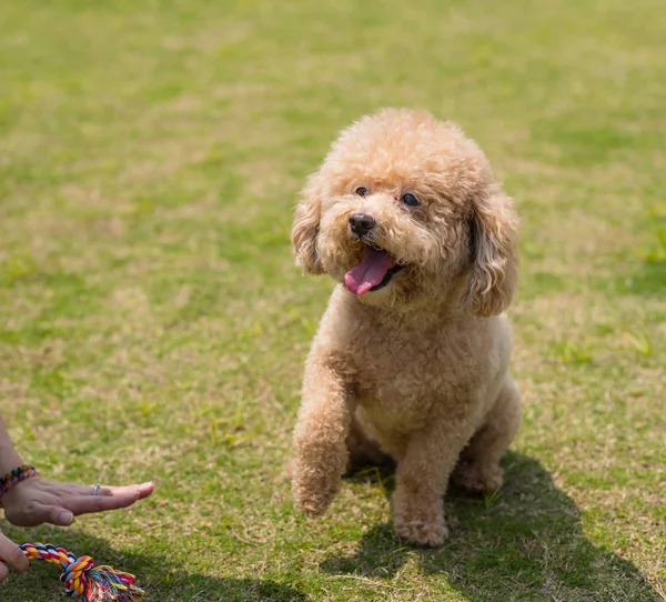 ペット所有者は犬を訓練する — ストック写真