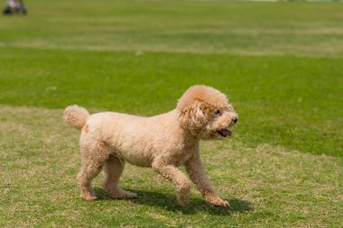 Köpek kanişi parkta koşuyor.