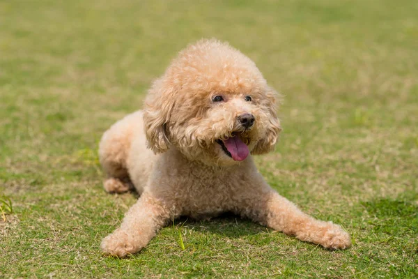 Pies Pudel leżący na zielonym trawniku — Zdjęcie stockowe