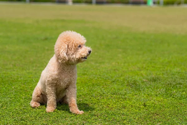 Pies pudel usiąść na zielonym trawniku — Zdjęcie stockowe