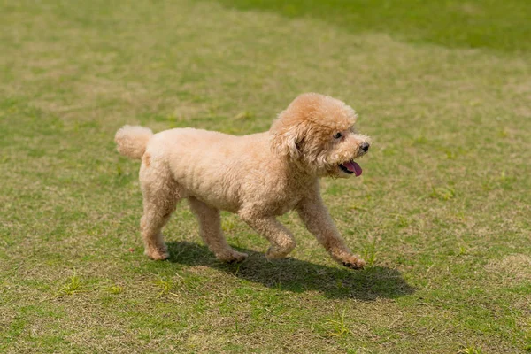公園内を走る犬のプードル — ストック写真
