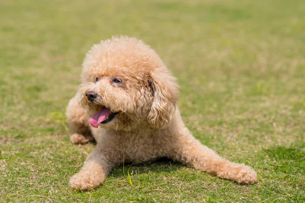 Dog Poodle deitado no gramado verde — Fotografia de Stock