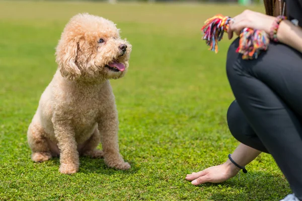 Sällskapsdjur ägare träna sin hund pudel — Stockfoto