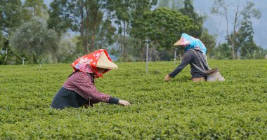 İnsanlar çiftlikte yeşil çay yaprakları almak