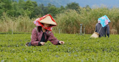 İnsanlar çiftlikte yeşil çay yaprakları almak