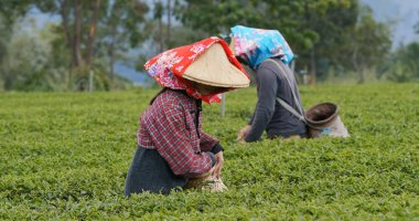 İnsanlar çiftlikte yeşil çay yaprakları almak