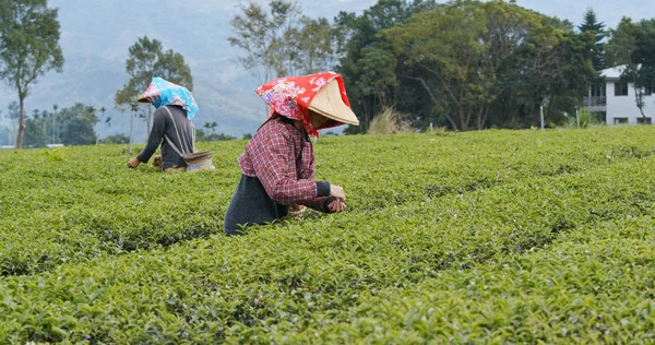 Pessoas Trabalham Fazenda Chá — Fotografia de Stock