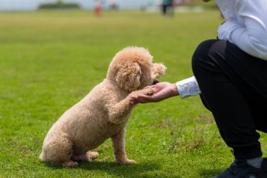 Köpek Kaniş sahibi ile el sıkışmak