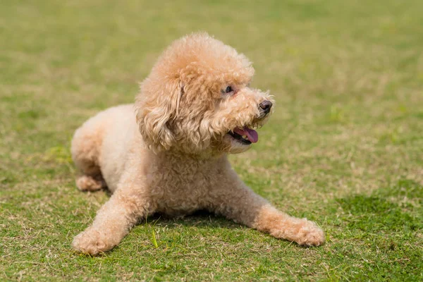 Perro caniche acostado en el césped verde — Foto de Stock