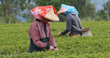 İnsanlar çiftliktetaze çay yaprakları almak