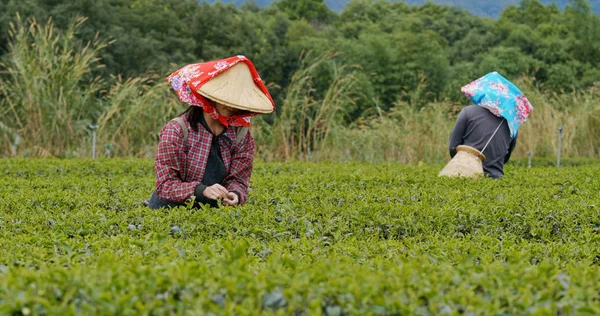 Pessoas Escolhem Folhas Chá Verde Fazenda — Fotografia de Stock