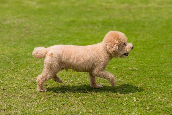 Perro caniche correr en el parque — Foto de Stock