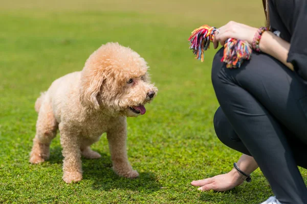 Sällskapsdjur ägare träna sin hund pudel i parken — Stockfoto