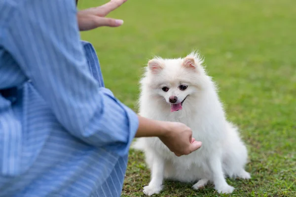 Γυναίκα τρένο για Λευκό pomeranian σκυλί στο πάρκο — Φωτογραφία Αρχείου