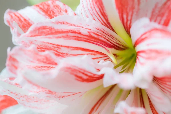 Striped Barbados Lily Close — Stock Photo, Image