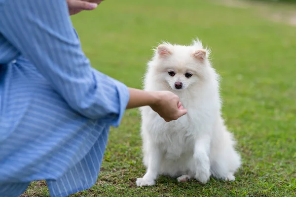 Žena Vlak Její Bílý Pomeranian Pes Parku — Stock fotografie