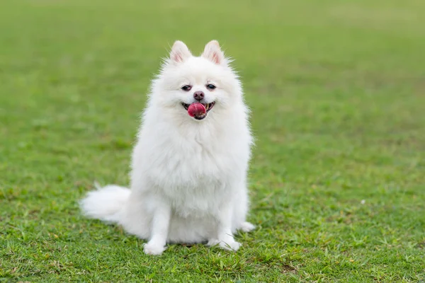 Cute Biały Pies Pomeranian Zielony Trawnik Park — Zdjęcie stockowe