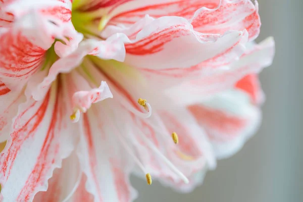 Beautiful Red Striped Barbados Lily Close — Stock Photo, Image