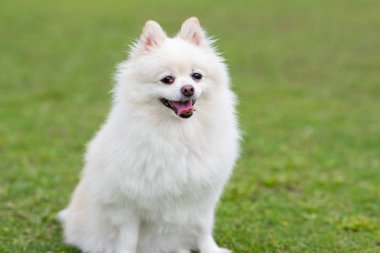 Yeşil çim parkında beyaz Pomeranya köpeği